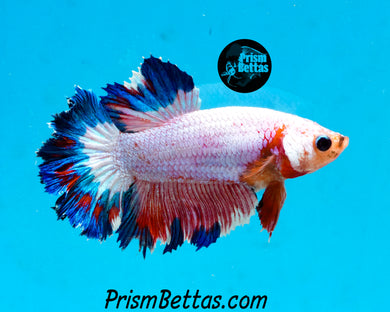 Marble Halfmoon Female