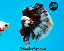 Load image into Gallery viewer, Copper Candy Marble Halfmoon Male