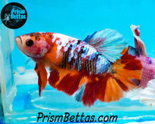 Load image into Gallery viewer, Rainbow Marble Halfmoon Plakat Female