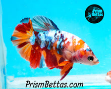 Load image into Gallery viewer, Rainbow Marble Halfmoon Plakat Female