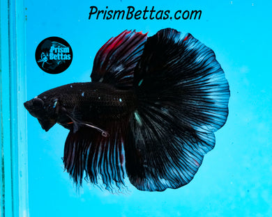 Black Licorice Halfmoon Male