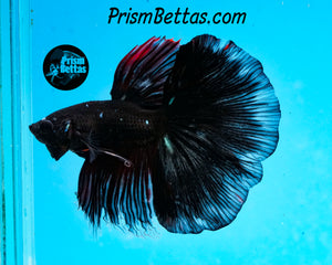 Black Licorice Halfmoon Male