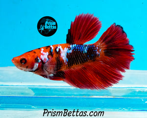 Marble Halfmoon Female