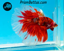 Load image into Gallery viewer, Red Koi Halfmoon Male