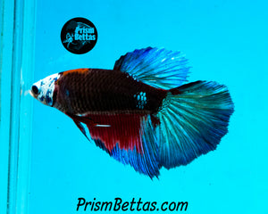 Blacklight Samurai Halfmoon Female