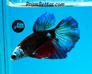 Blacklight Samurai Halfmoon Female