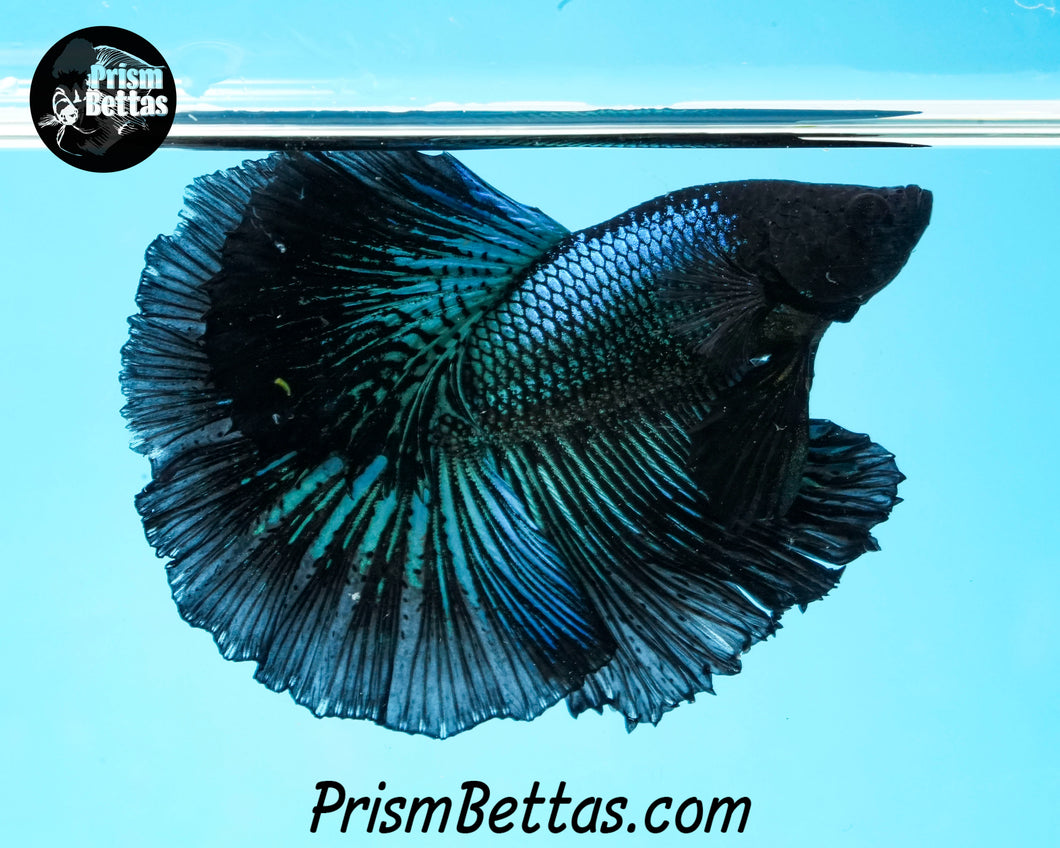 Green Orchid Halfmoon Male