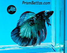 Load image into Gallery viewer, Turquoise Marble Halfmoon HMale