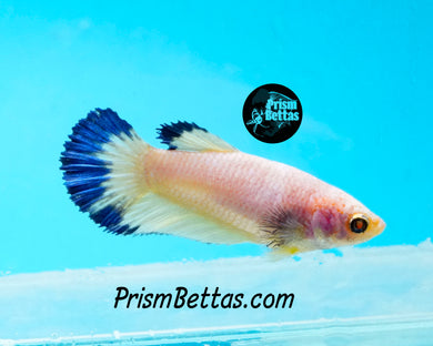 Blue Rim Halfmoon Female