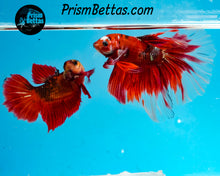 Load image into Gallery viewer, Marble Halfmoon Female