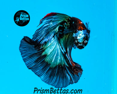 Turquoise Marble Halfmoon HMale