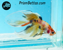 Load image into Gallery viewer, Candy Koi Veiltail Male