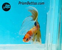 Load image into Gallery viewer, Candy Koi Veiltail Male