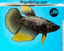 Load image into Gallery viewer, Yellow Copper Halfmoon Female