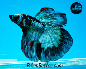 Turquoise Marble Halfmoon HMale