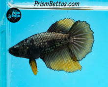 Load image into Gallery viewer, Yellow Copper Halfmoon Female