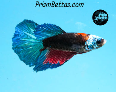 Blacklight Samurai Halfmoon Female
