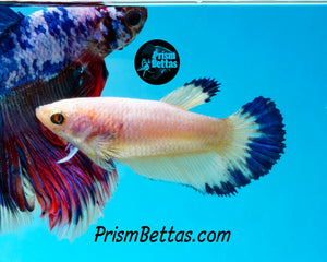 Blue Rim Halfmoon Female