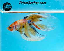 Load image into Gallery viewer, Candy Koi Veiltail Male