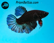Load image into Gallery viewer, Blacklight Halfmoon Female