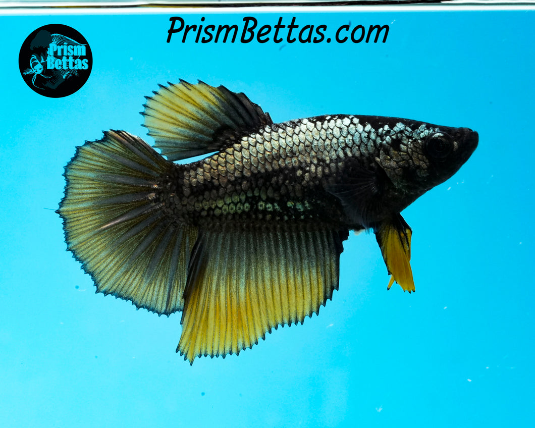 Yellow Copper Halfmoon Female