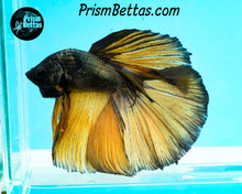 Load image into Gallery viewer, Yellow Copper Halfmoon Male