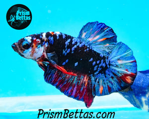 Blackstar Halfmoon Plakat Male