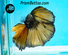 Load image into Gallery viewer, Yellow Copper Halfmoon Male