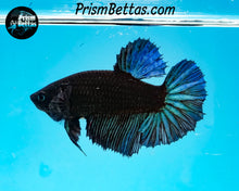 Load image into Gallery viewer, Blacklight Halfmoon Female