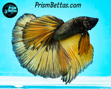 Load image into Gallery viewer, Yellow Copper Halfmoon Male