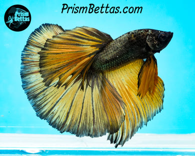 Yellow Copper Halfmoon Male