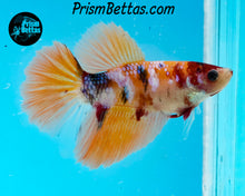 Load image into Gallery viewer, Candy Koi Halfmoon Female