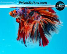 Load image into Gallery viewer, Candy Koi Doubletail Halfmoon Male