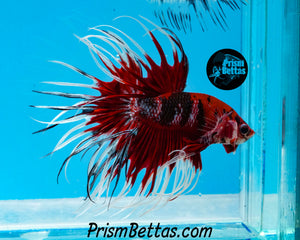 Red Koi Crowntail Male