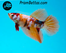 Load image into Gallery viewer, Candy Koi Halfmoon Female