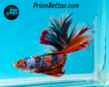Load image into Gallery viewer, Candy Koi Doubletail Halfmoon Male