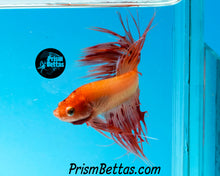 Load image into Gallery viewer, Dalmatian Crowntail Male