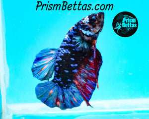 Blackstar Halfmoon Plakat Male