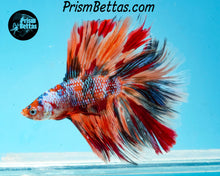 Load image into Gallery viewer, Candy Koi Doubletail Halfmoon Male