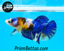 Load image into Gallery viewer, Marble Halfmoon Plakat Female