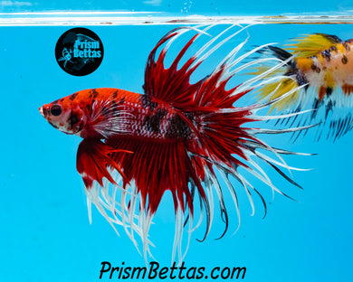 Red Koi Crowntail Male