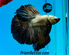 Load image into Gallery viewer, Yellow Copper Halfmoon Male