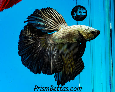Yellow Copper Halfmoon Male