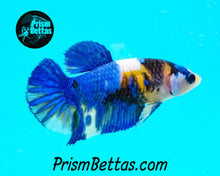 Load image into Gallery viewer, Marble Halfmoon Plakat Female