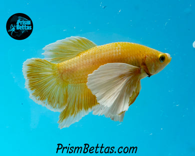 Gold Dumbo Halfmoon Plakat Male