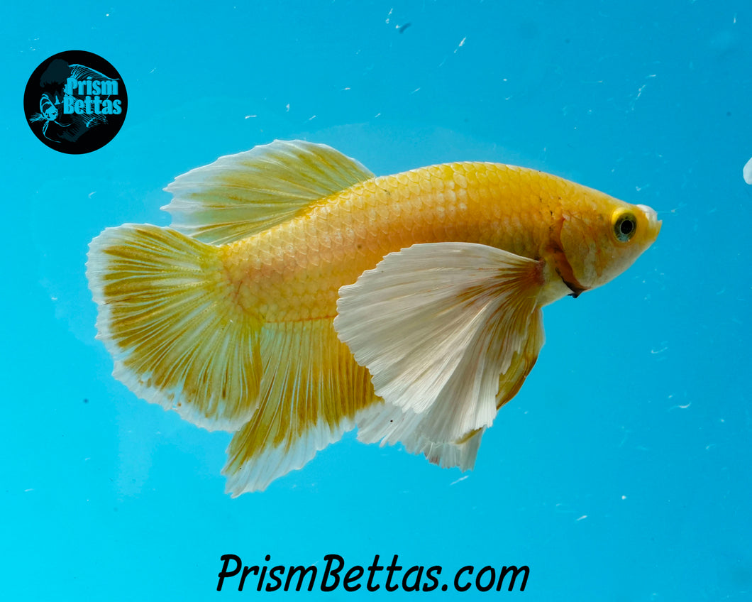 Gold Dumbo Halfmoon Plakat Male