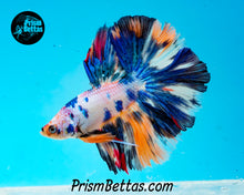 Load image into Gallery viewer, Marble Halfmoon Male