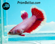 Load image into Gallery viewer, Pink Salamander Halfmoon Female