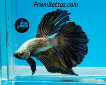 Load image into Gallery viewer, Yellow Copper Halfmoon Male
