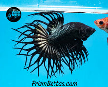 Load image into Gallery viewer, Copper Orchid Cross-rayed Crowntail Male
